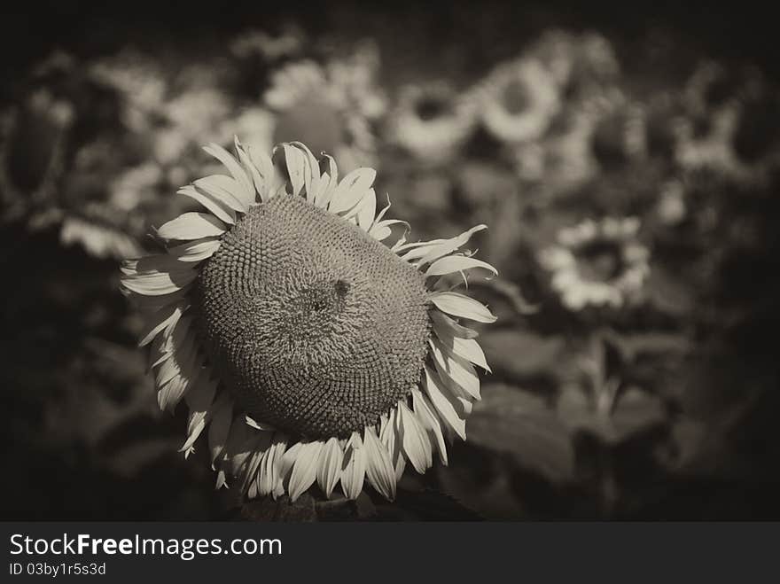 Sunflowers Meadow In Tuscany