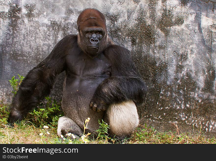 A female Western Lowland Gorilla sitting near a wall with a serious expression.