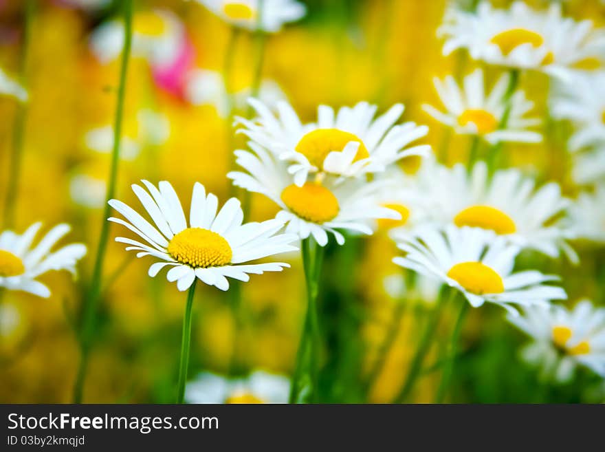 Field of daisies.