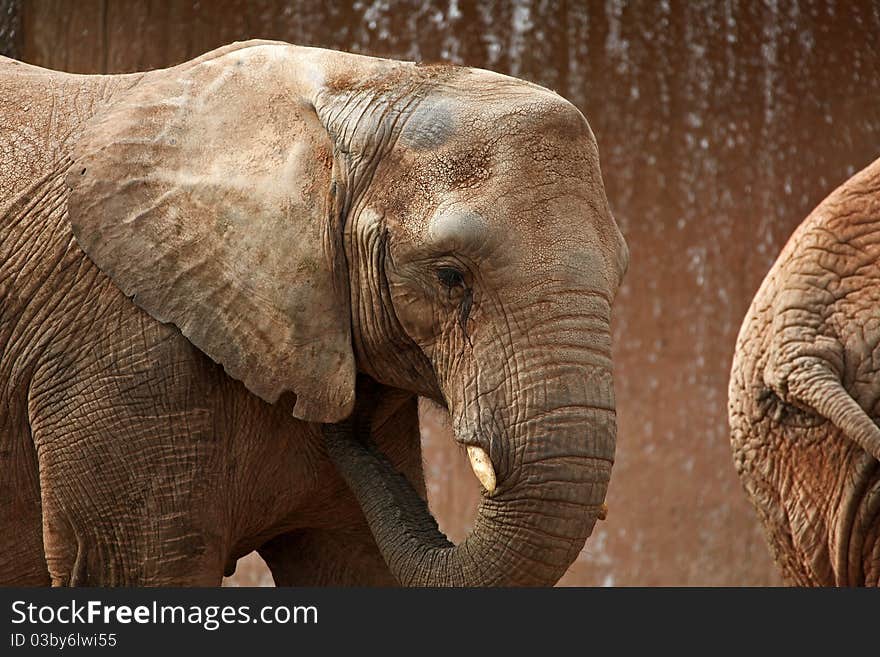 Large male African elephant with long curved tusks - isolated