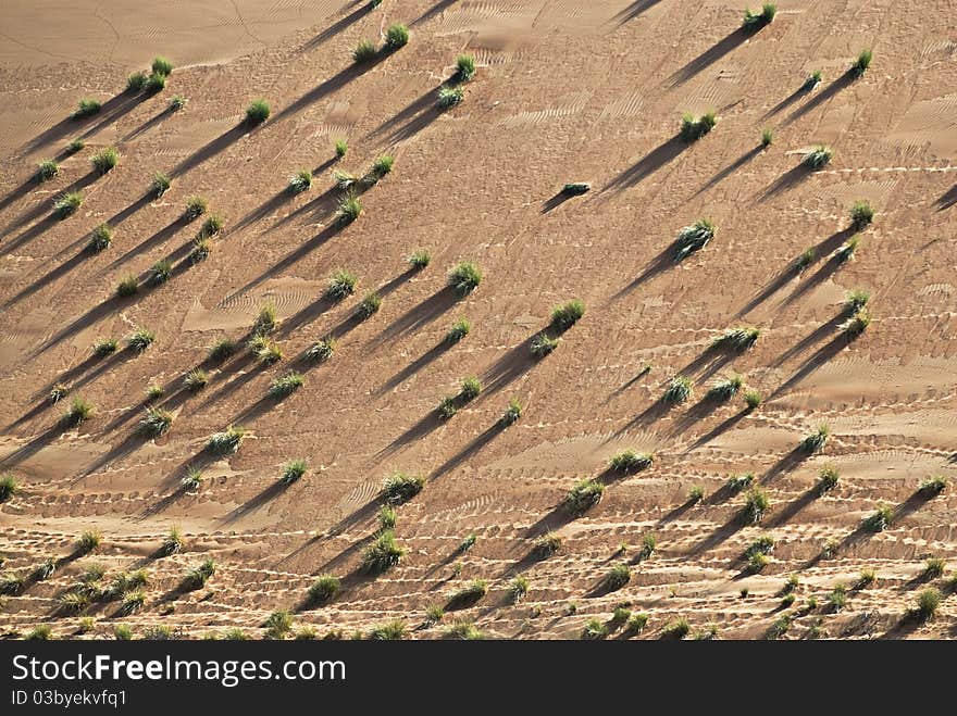 Wahiba or Eastern Sands, Sultanate of Oman. Morning light. Wahiba or Eastern Sands, Sultanate of Oman. Morning light