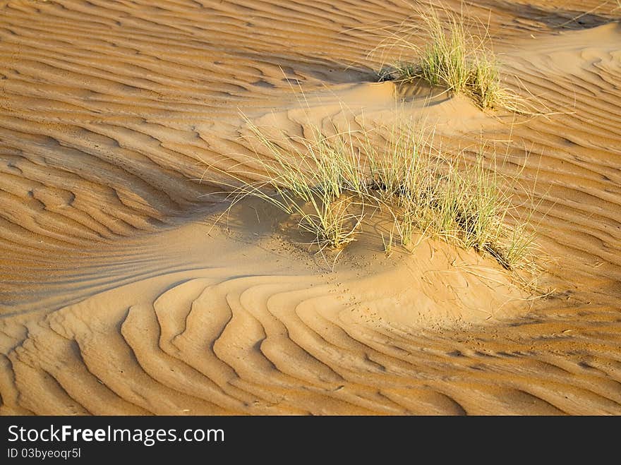 Wahiba or Eastern Sands, Sultanate of Oman. Wahiba or Eastern Sands, Sultanate of Oman.