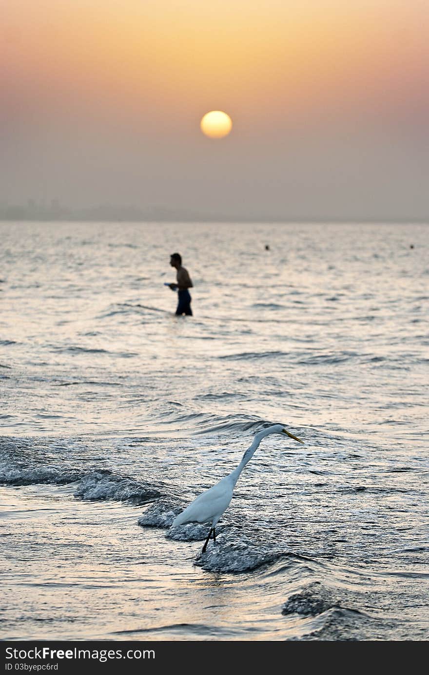 Heron by the beach, Muscat, Sultanate of Oman