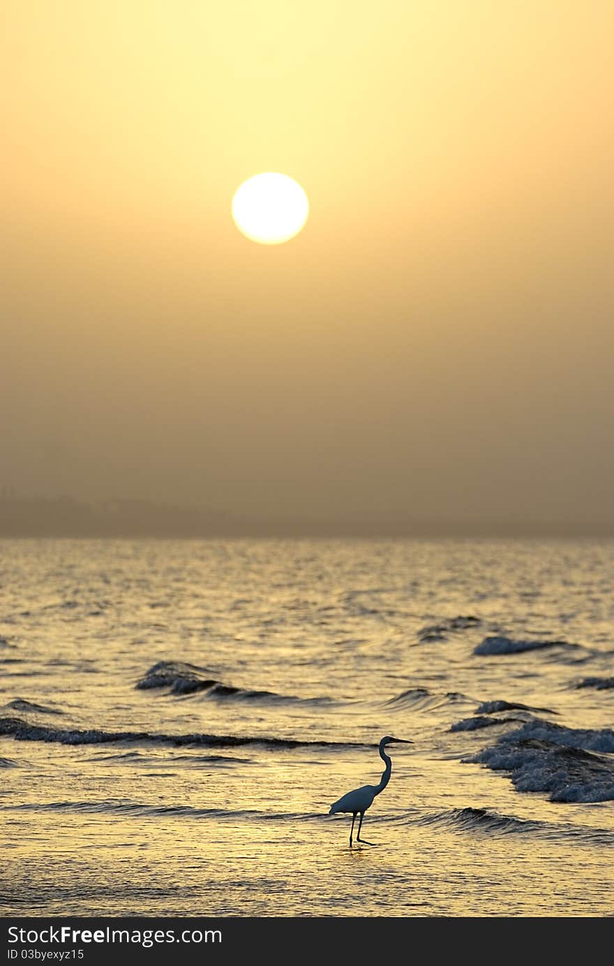 Heron by the beach, Muscat, Sultanate of Oman