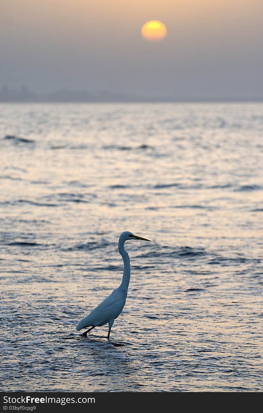 Heron by the beach, Muscat, Sultanate of Oman