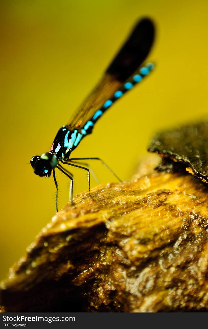 A small blue dragonfly by the river in Kampung Ulu Rening, Selangor, Malaysia. A small blue dragonfly by the river in Kampung Ulu Rening, Selangor, Malaysia