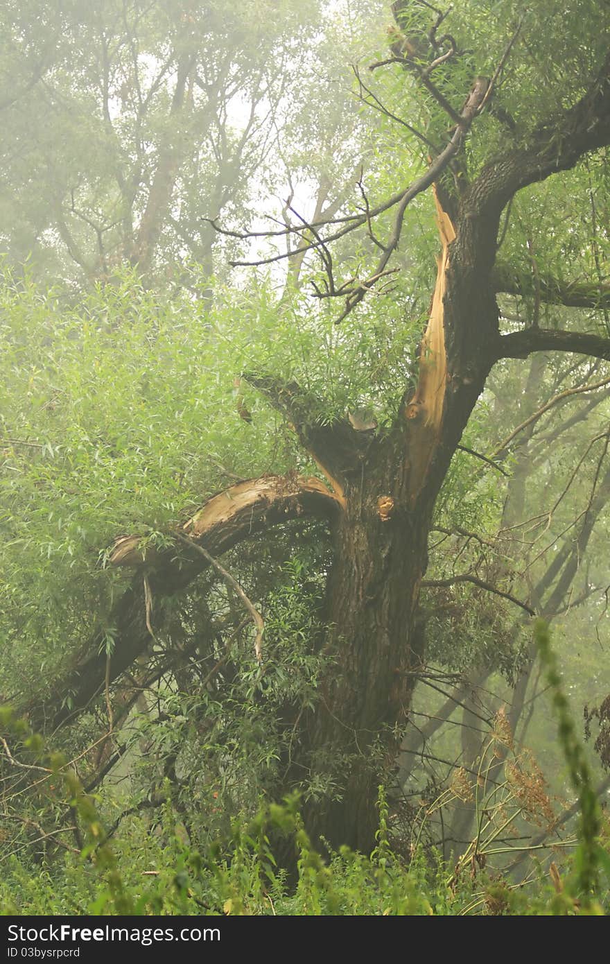 The trunk of the tree with broken branches after a hurricane in the smoke of fire. The trunk of the tree with broken branches after a hurricane in the smoke of fire