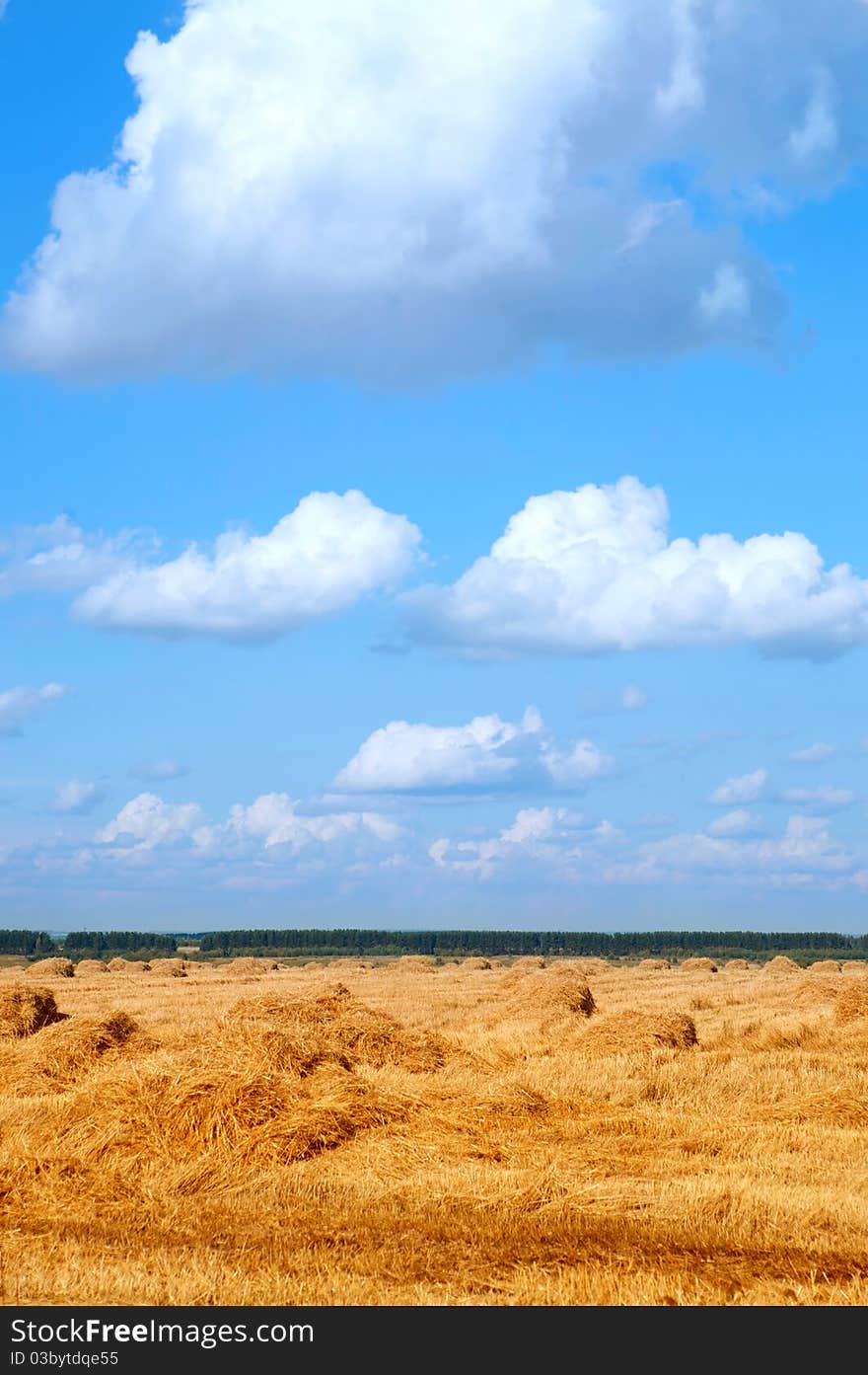 Field with straw bales