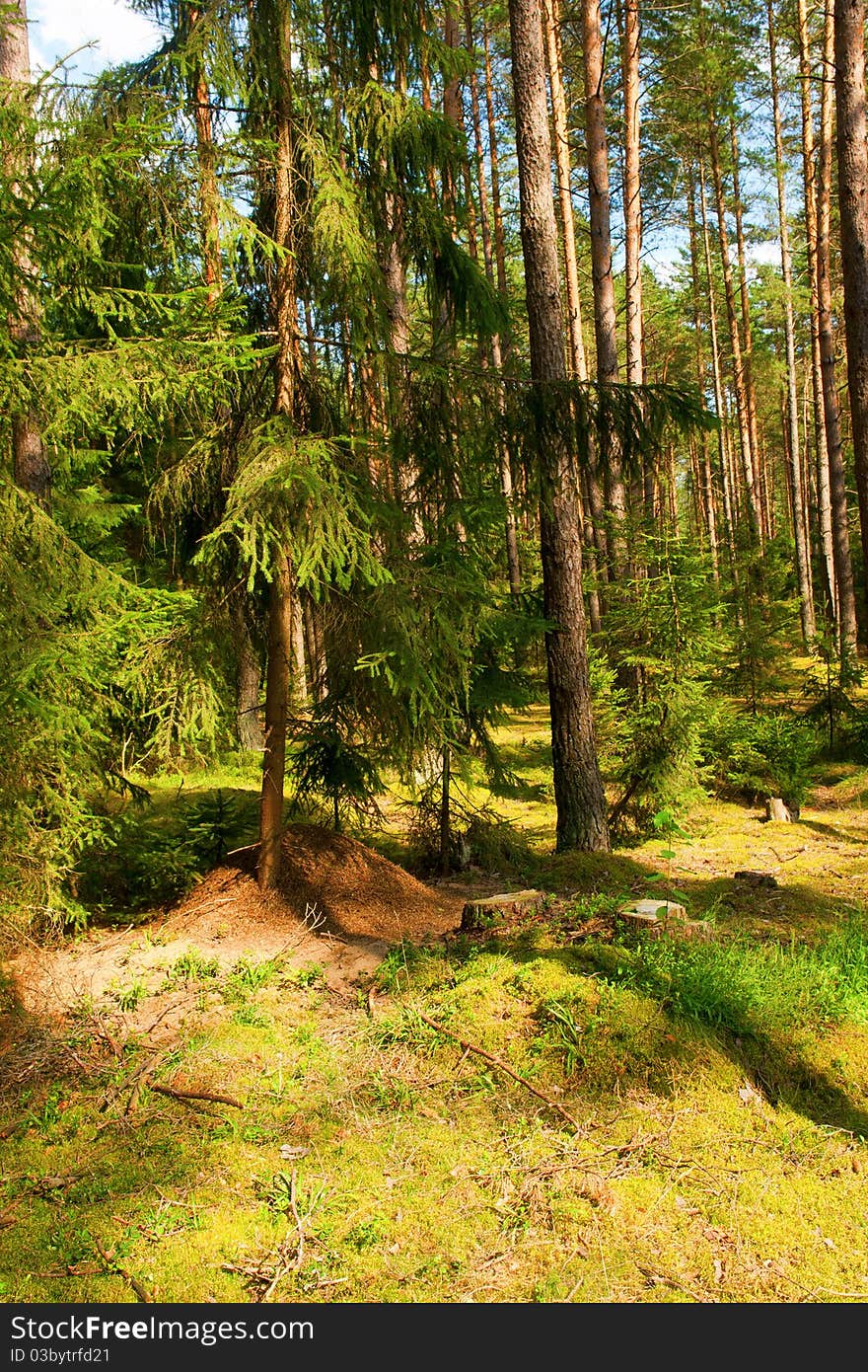 The big ant hill in coniferous wood. The big ant hill in coniferous wood