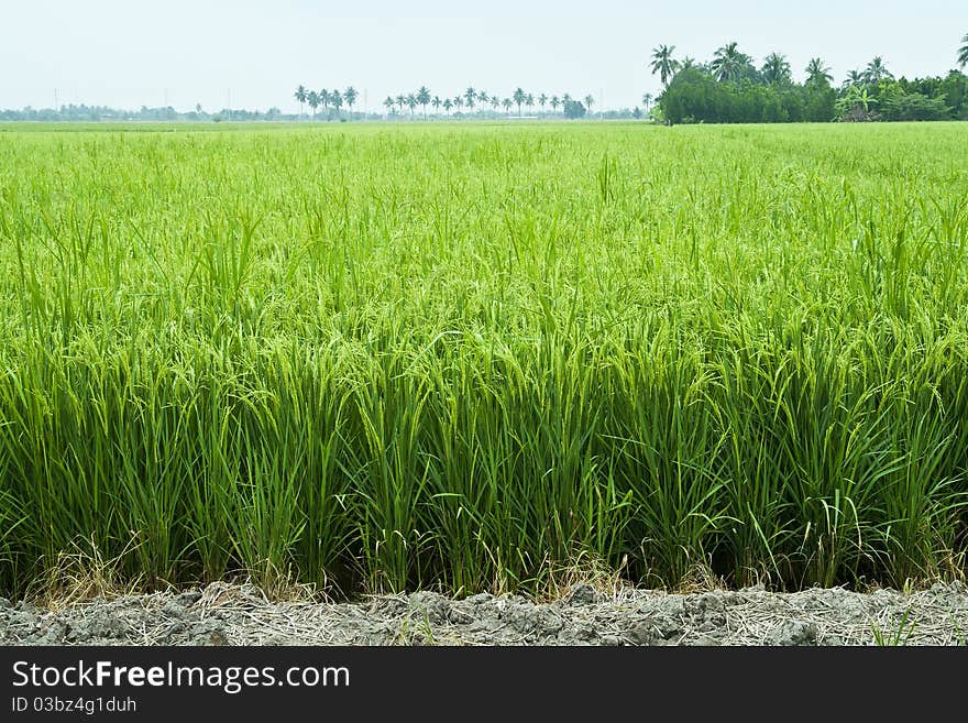 Paddy rice in field, Bangkok Thailand. Paddy rice in field, Bangkok Thailand