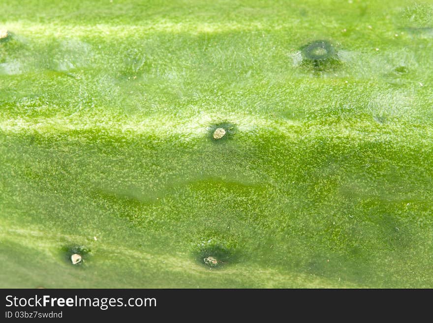 Background in a green rind of a fresh cucumber