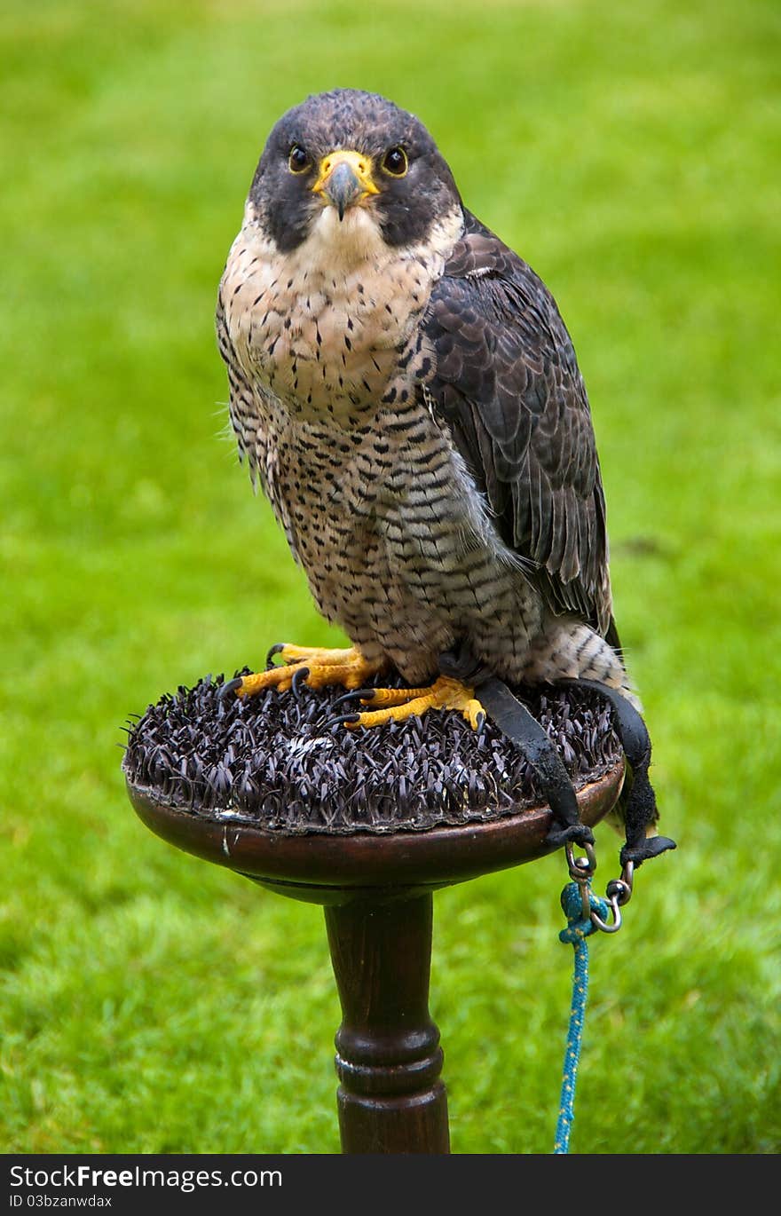 A Peregrine falcon ('Falco peregrinus')