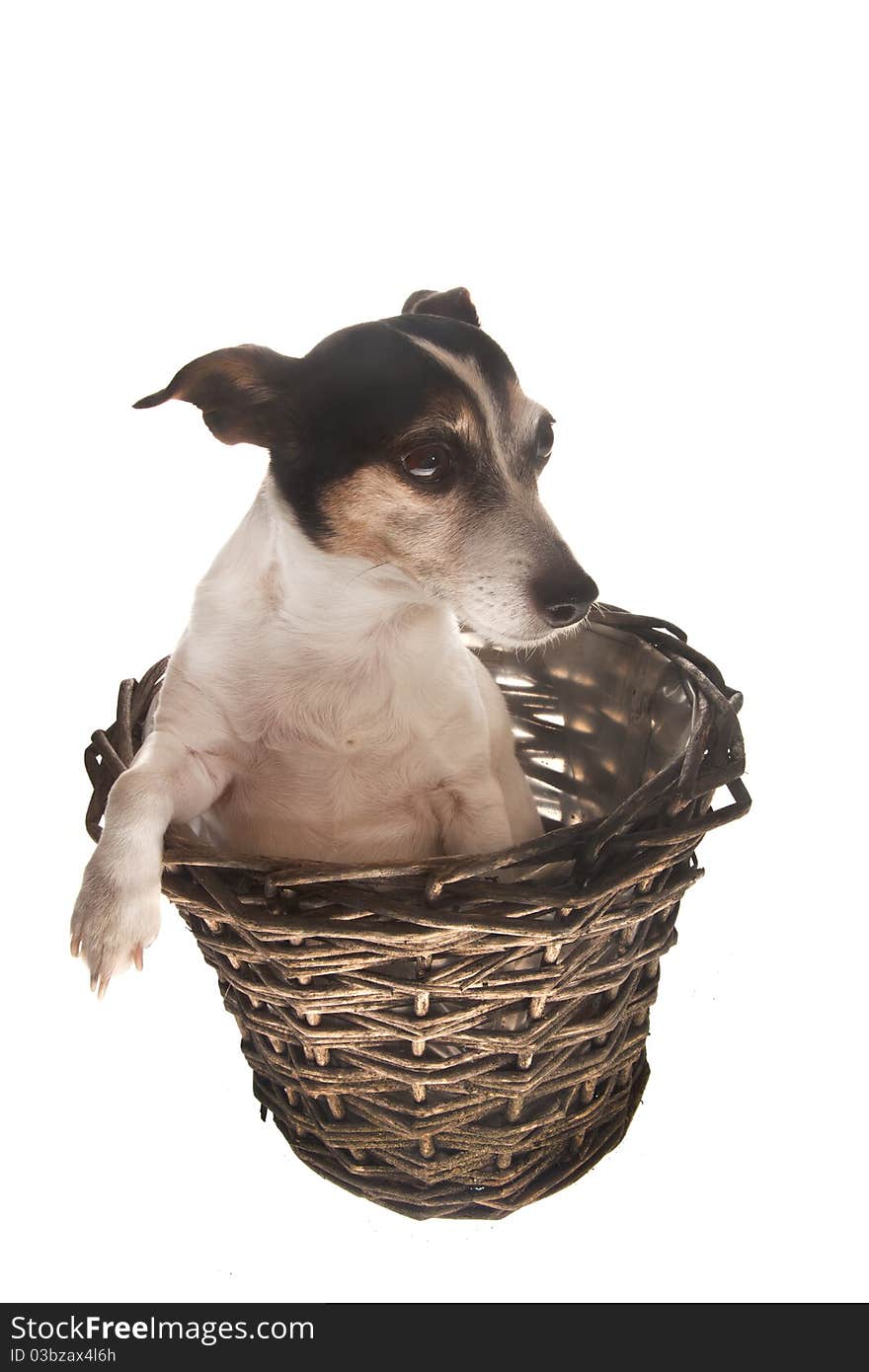 Jack russel dog in basket of reed on white background