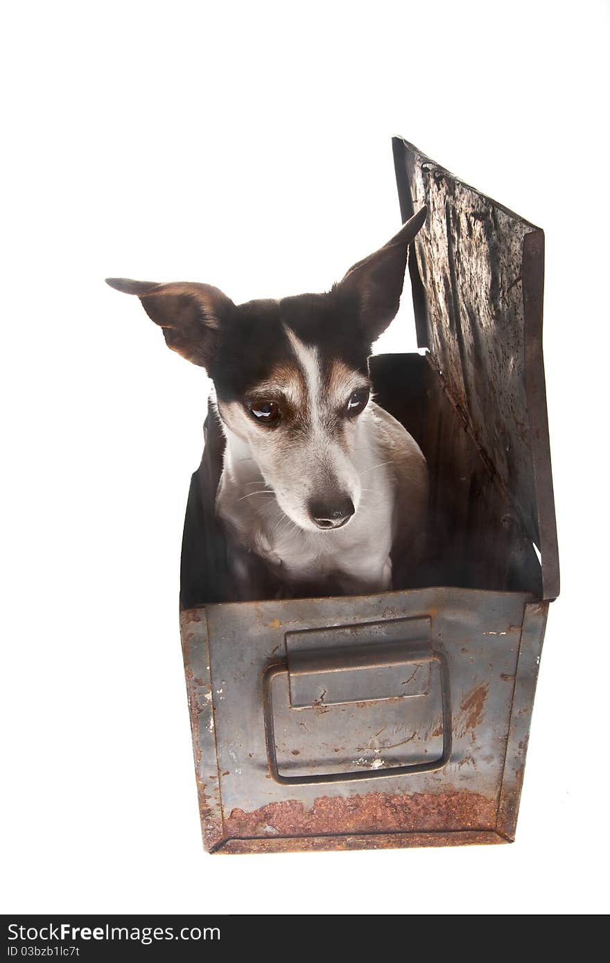 Young jack russel dog in rusty container. Young jack russel dog in rusty container