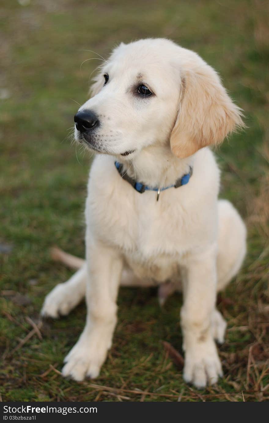 Very nice picture of golden retriever puppy. Golden Retriever puppy is so cute and loveable. Very nice picture of golden retriever puppy. Golden Retriever puppy is so cute and loveable.