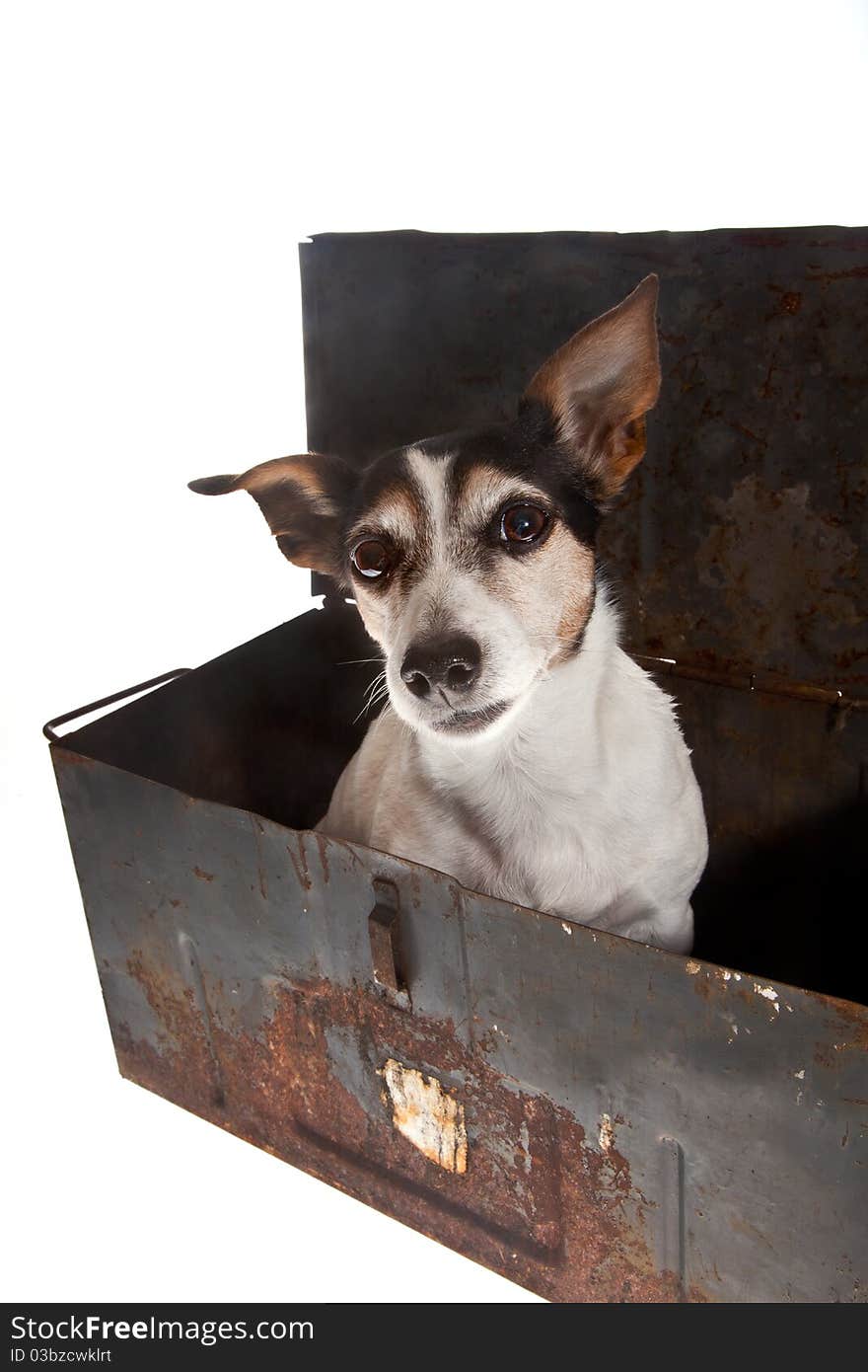 Little jack russel in metal container on white background. Little jack russel in metal container on white background