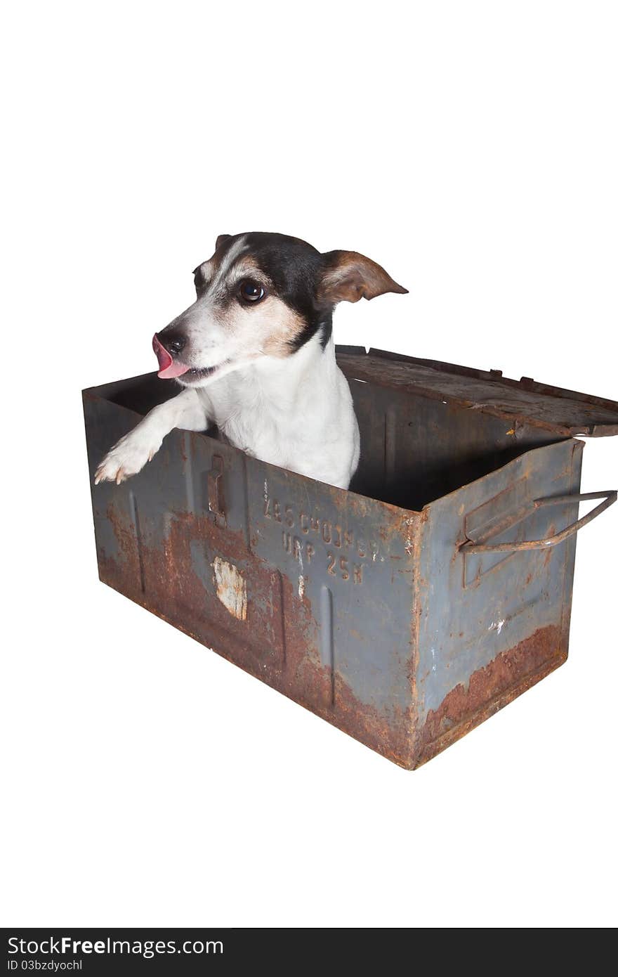 Jack russel dog in container of steel