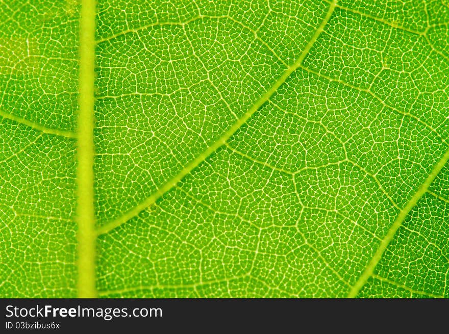 Texture of a green leaf as background. Texture of a green leaf as background