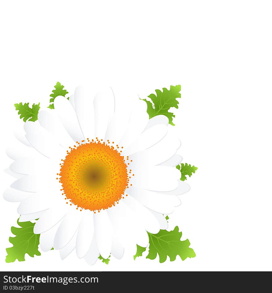 Camomile, Isolated On Black Background, Vector Illustration