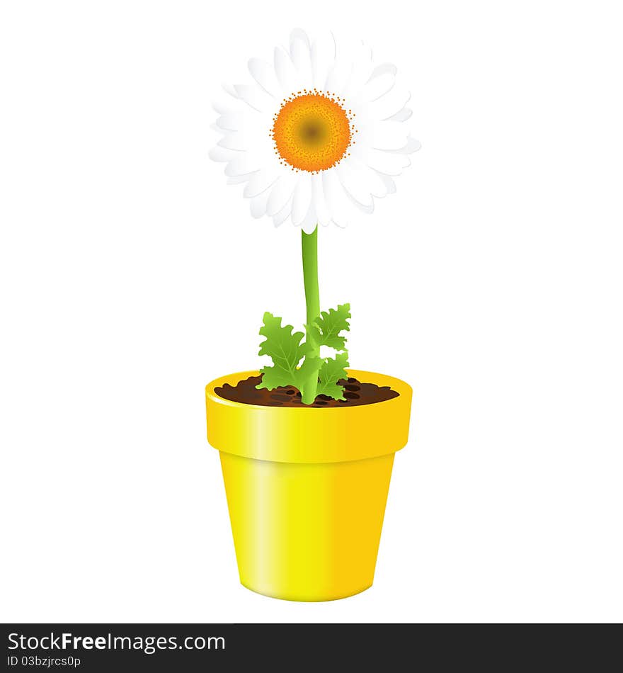 Camomile In Pot, Isolated On Black Background, Vector Illustration