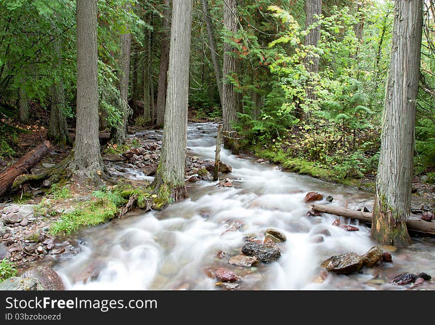 A stream coursing through the forest at spring run off. A stream coursing through the forest at spring run off