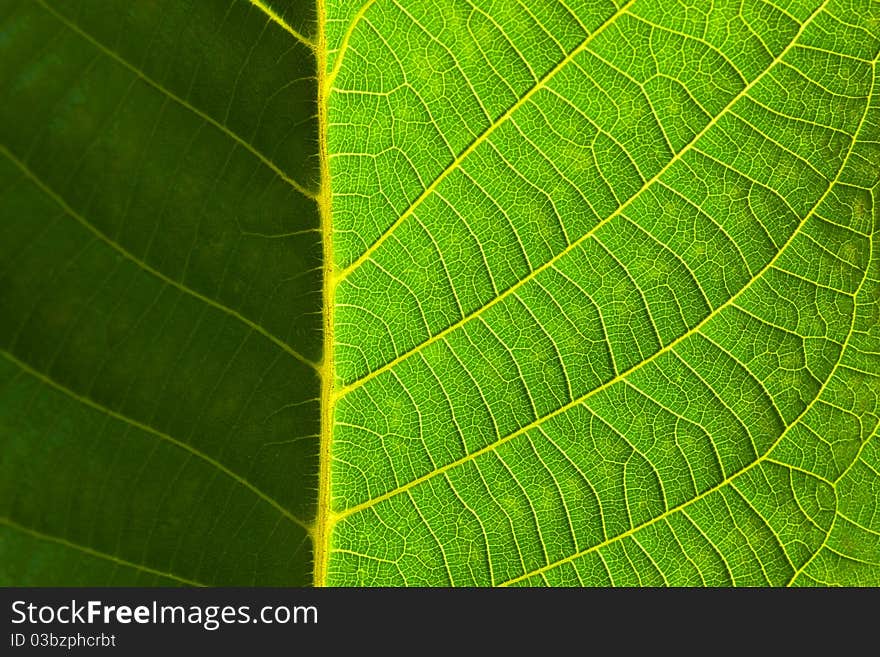 Green sheet. A close-up shot.