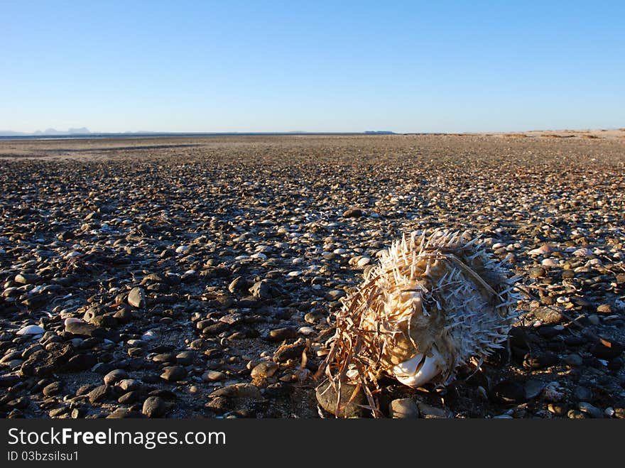 Dead puffer fish, low tide, Baja California Sur, Mexico. Dead puffer fish, low tide, Baja California Sur, Mexico