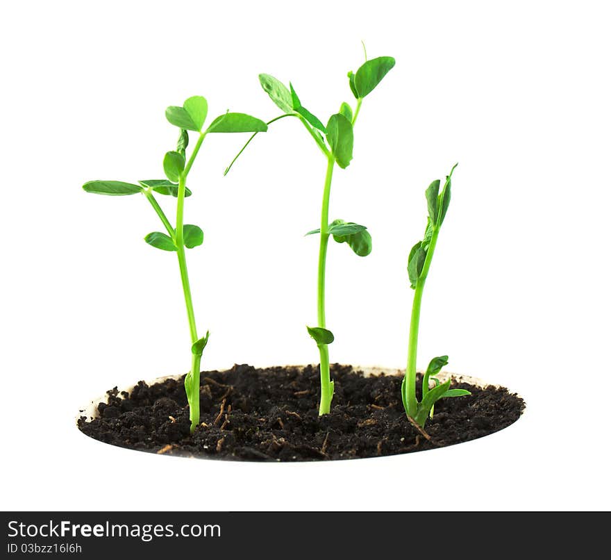 Small pea plant isolated on white