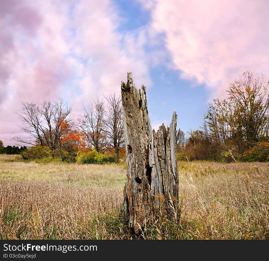 Old Stump