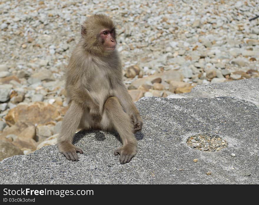 Japanese Macaque