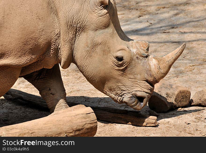 A Africa rhinoceros, which is thick-skinned, herbivorous mammals of the family Rhinocerotidae, having one or two upright horns on the snout.