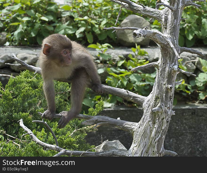 Japanese Macaque Baby