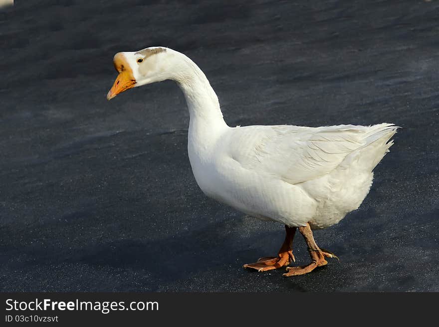 A white goose is walking