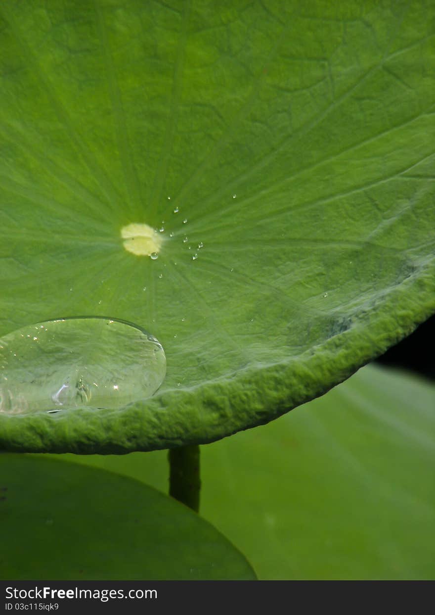 Drops of water on a lotus leaf's interesting.