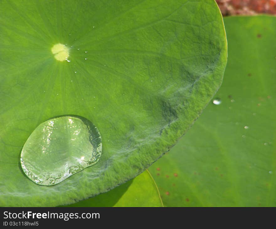 Drops of water on a lotus leaf's interesting.