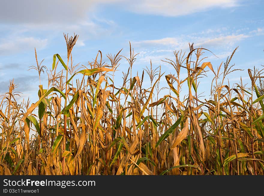 Autumn field of corn in evening light. Autumn field of corn in evening light