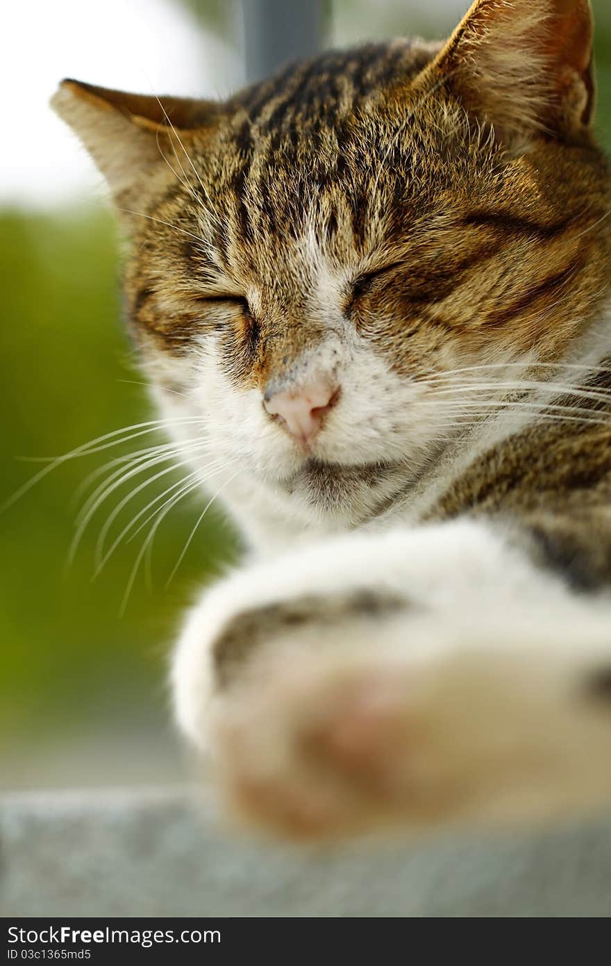 Close-up Portrait Of A Cat