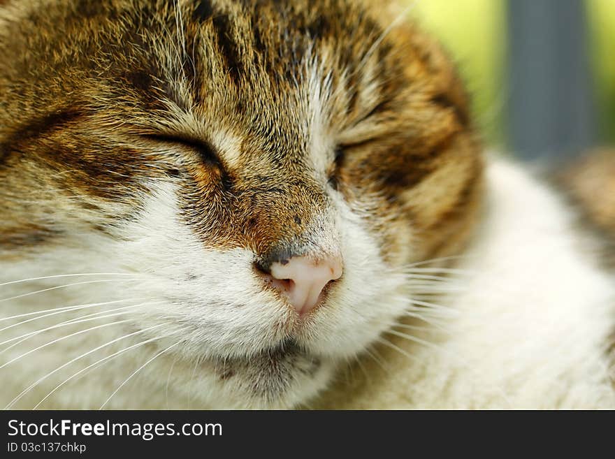 Close-up portrait of a cat