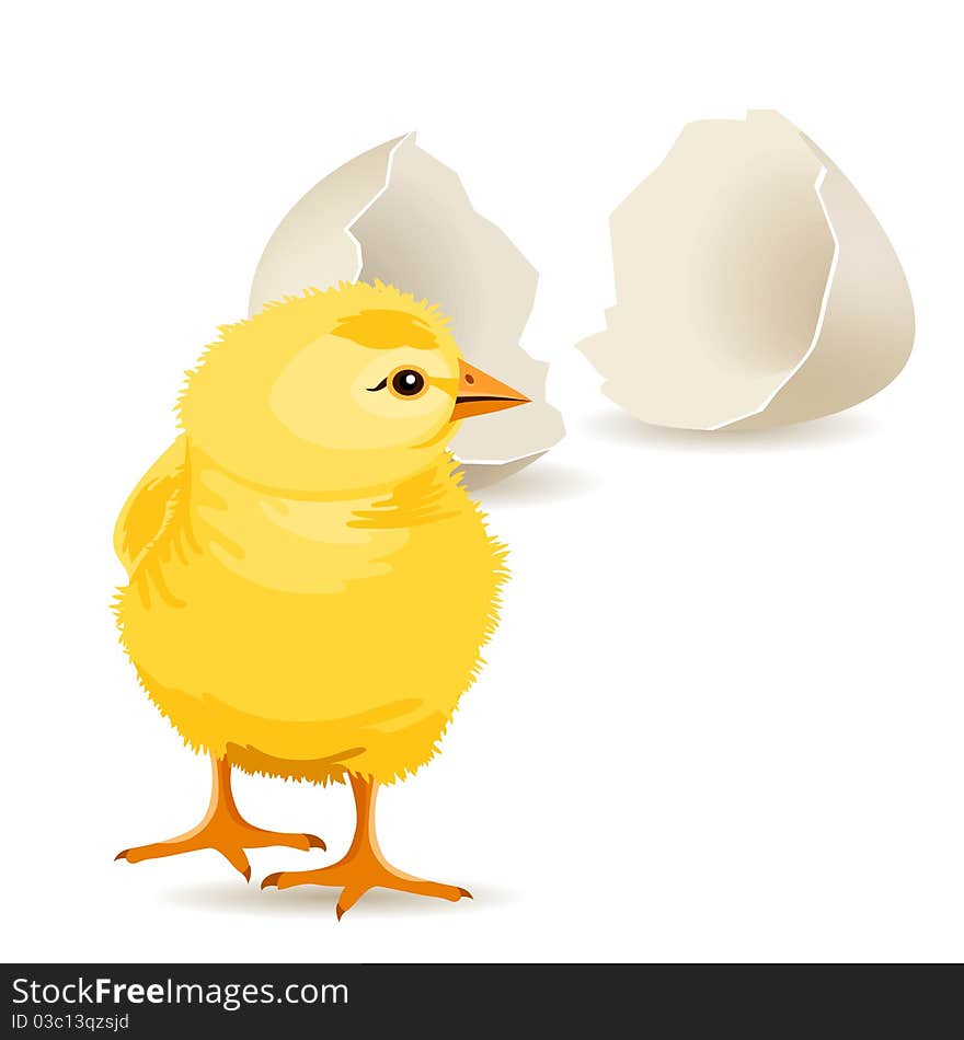 Small yellow chicken hatched from white egg