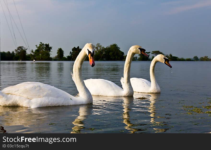 A pair of white swans swimming in a natural outdoor setting.