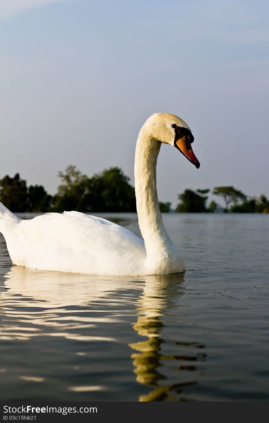 White swan in a lake at evening.