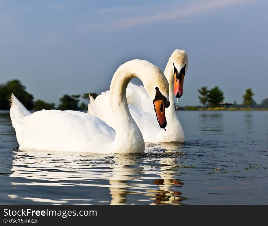 A pair of white swans swimming in a natural outdoor setting.