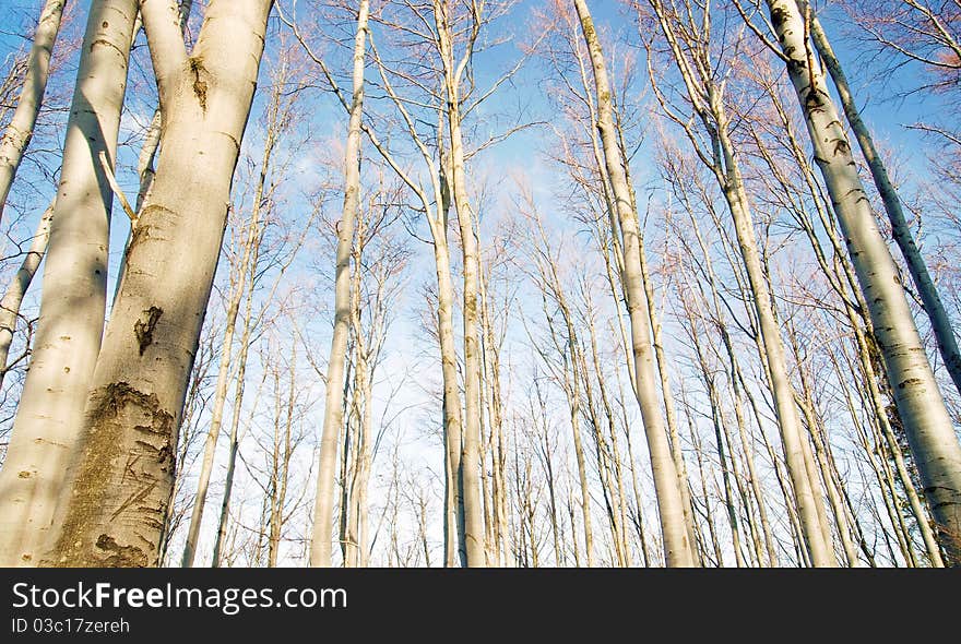 Beech trees and blue sky as background. Beech trees and blue sky as background