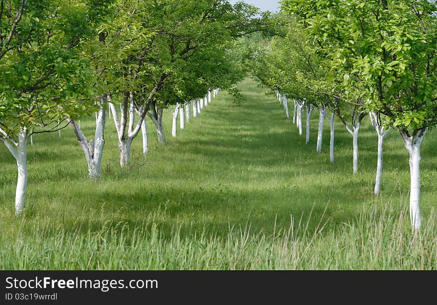 Spring orchard