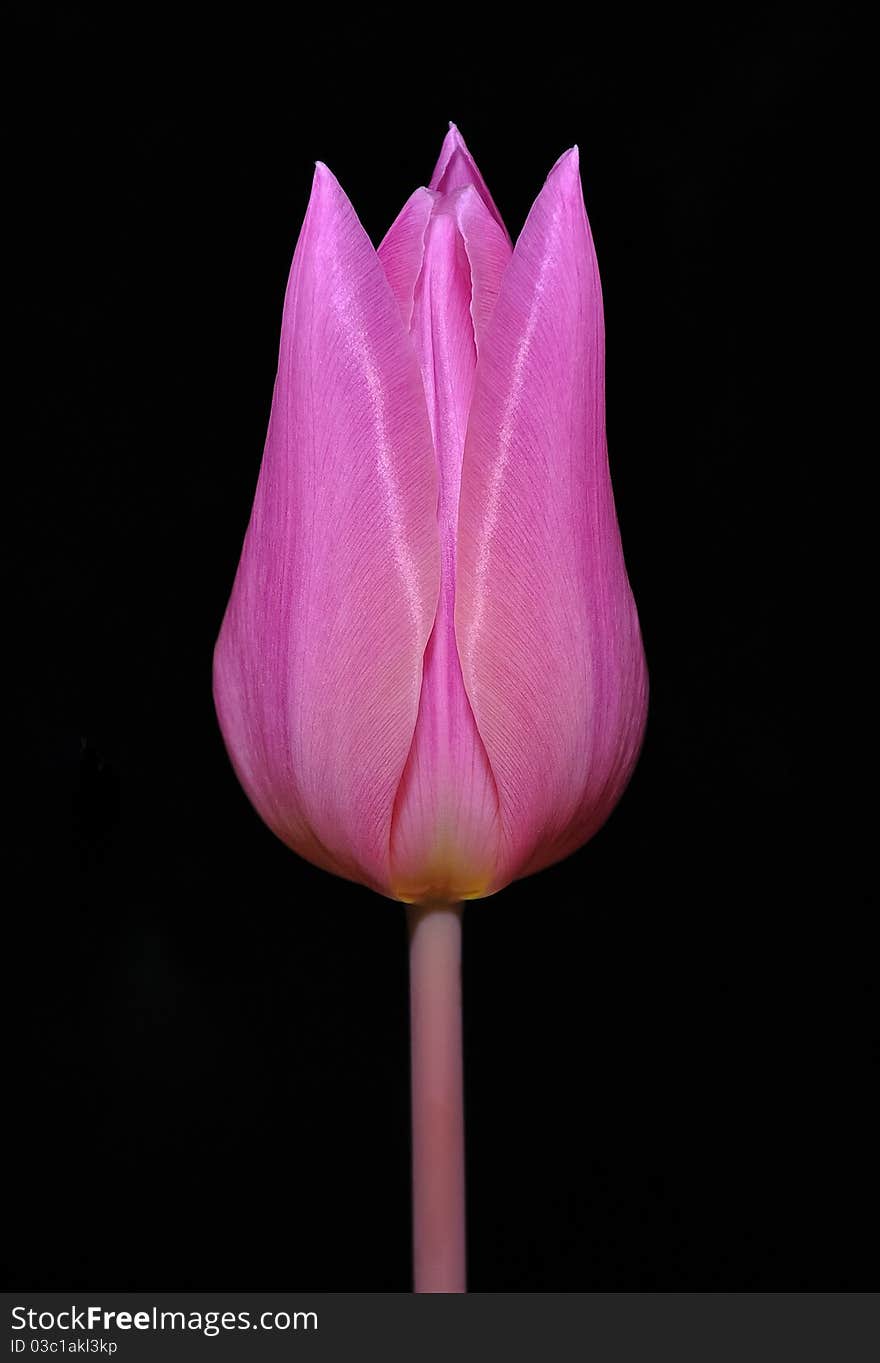 Pink tulip at a black background