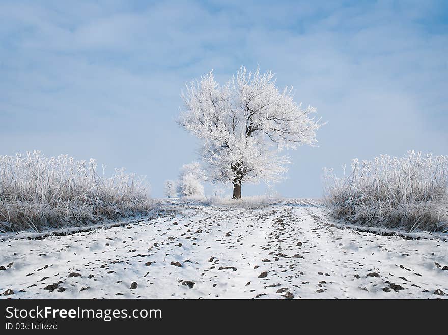 Frozen tree on winter field. Frozen tree on winter field