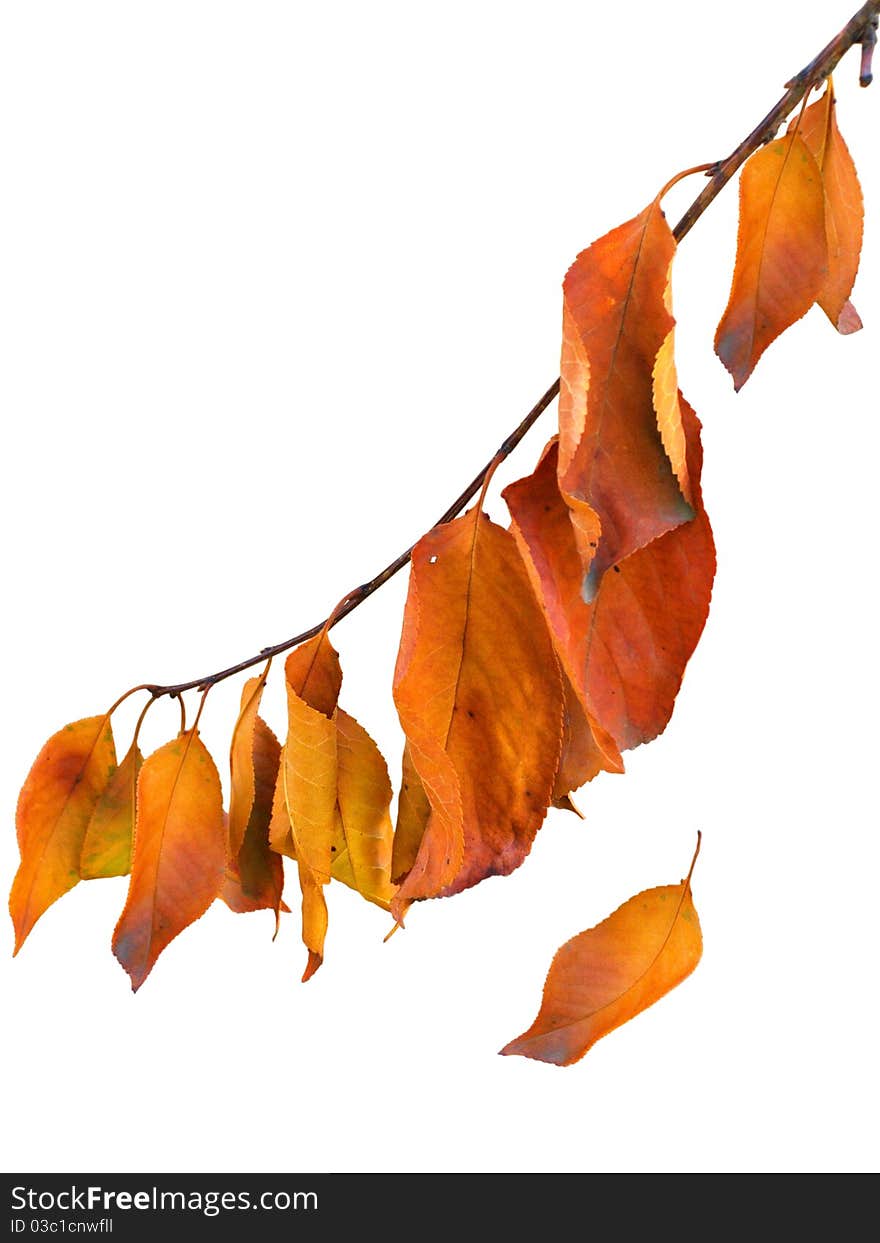 Isolated branch with orange and yellow sad autumn leaves