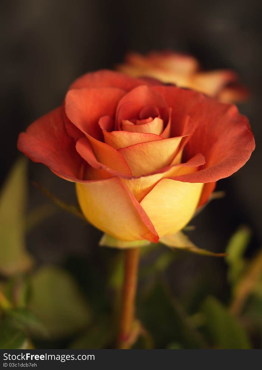 Single rose from the bouquet on the dark background. Single rose from the bouquet on the dark background