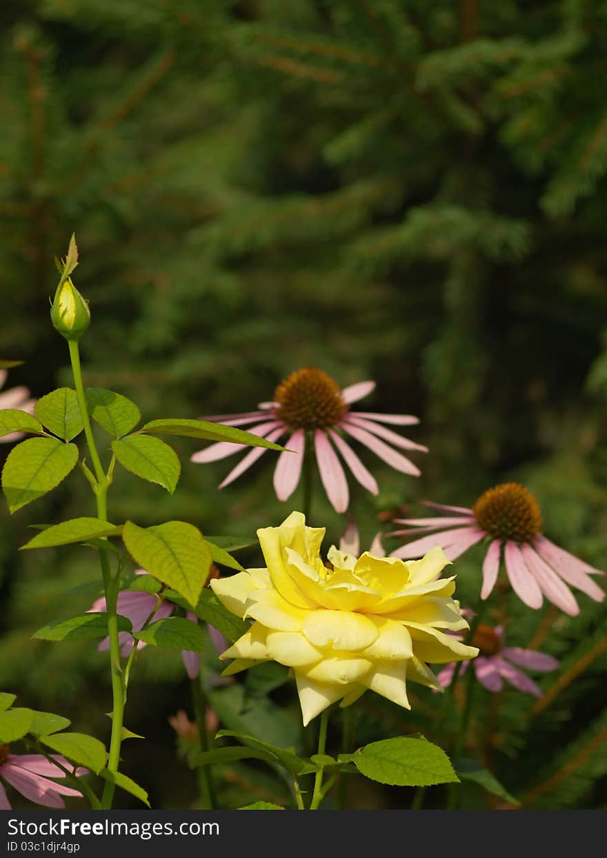 Blossoming yellow rose and rose bud and echinacea flowers on green fir-tree background. Blossoming yellow rose and rose bud and echinacea flowers on green fir-tree background