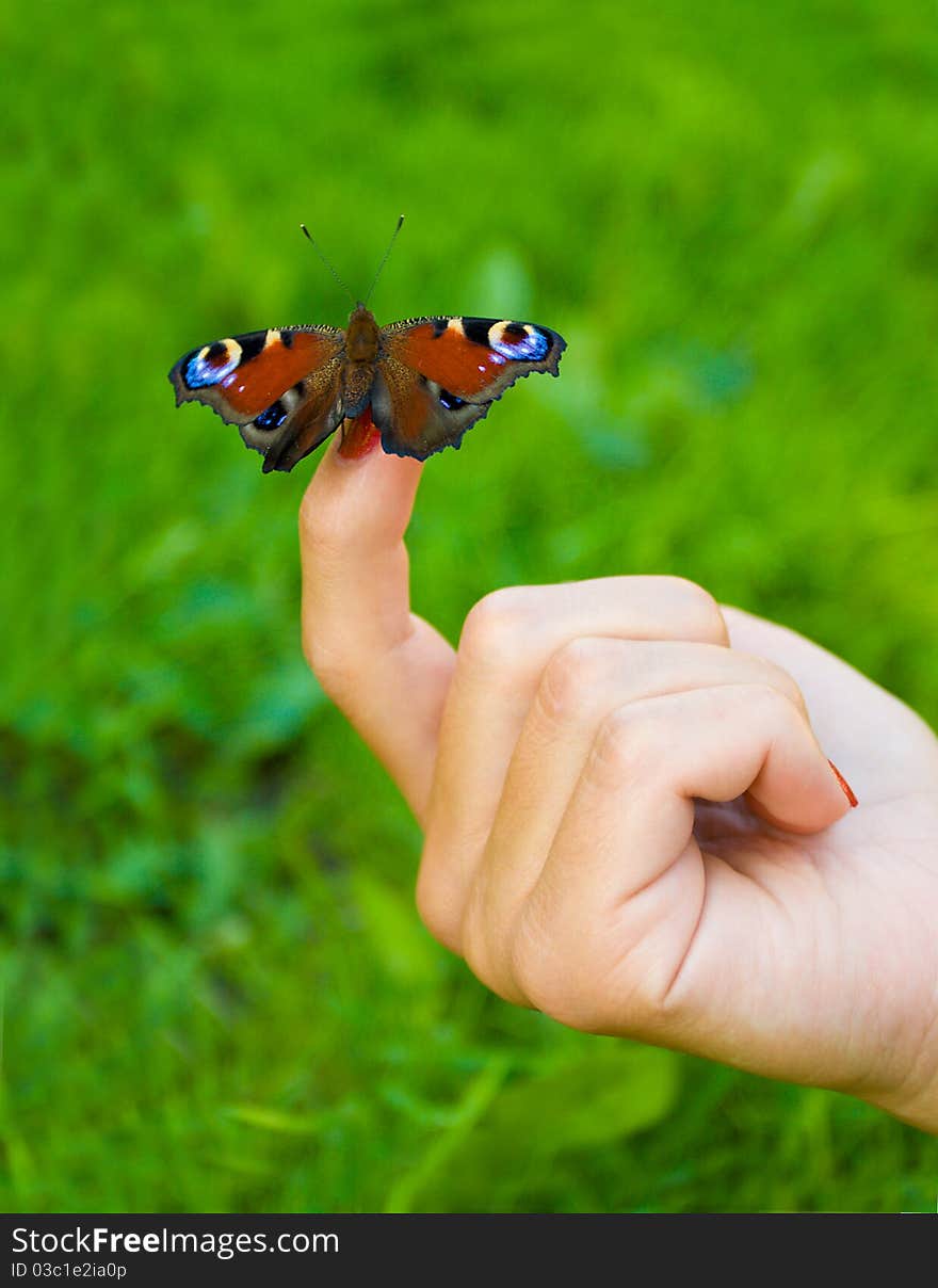 Butterfly sitting on finger